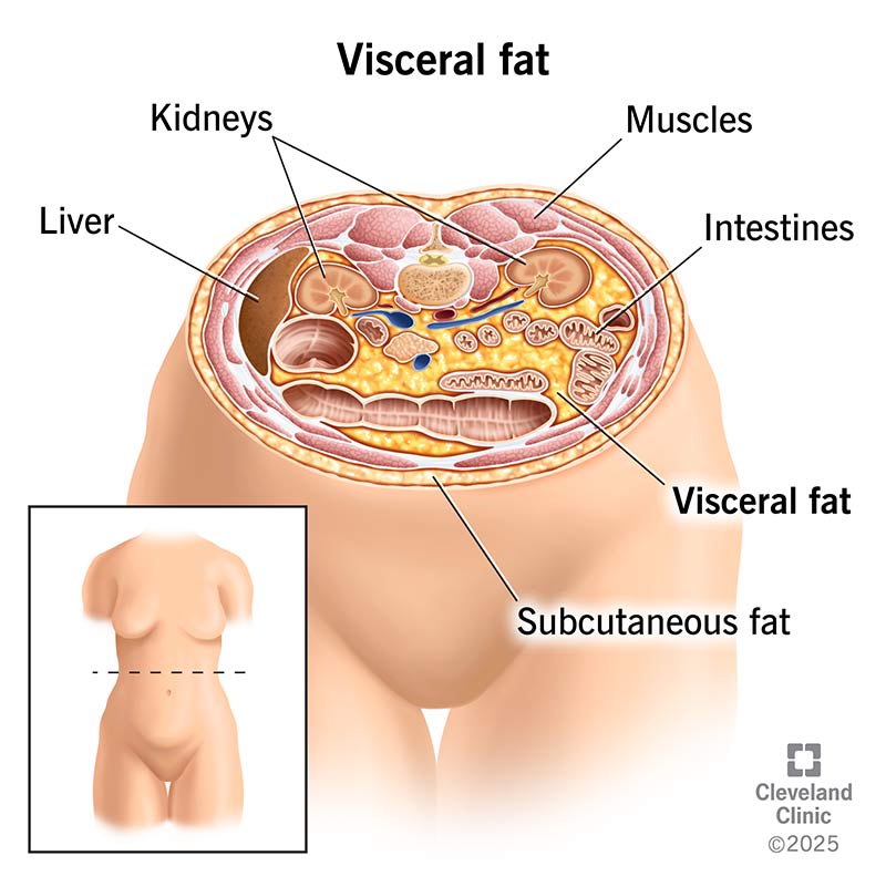 Visceral fat