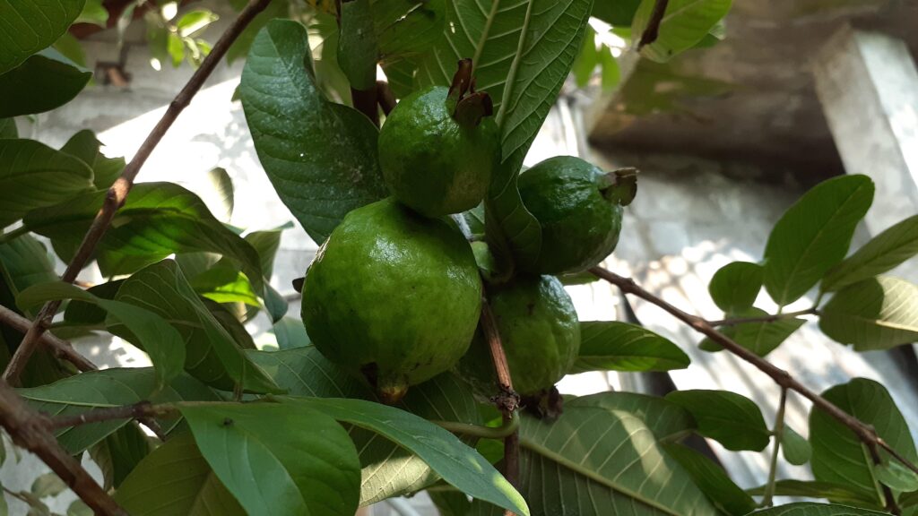 Fresh guava fruit in Nigeria market for blood sugar control