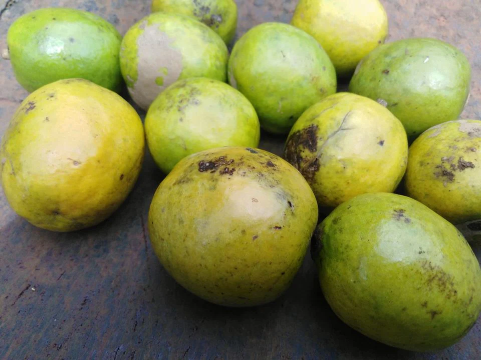 Hog plum iyeye fruit in Nigeria traditionally eaten fresh