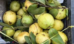 Top Nigerian fruits for diabetes including guava, avocado, pawpaw and coconut