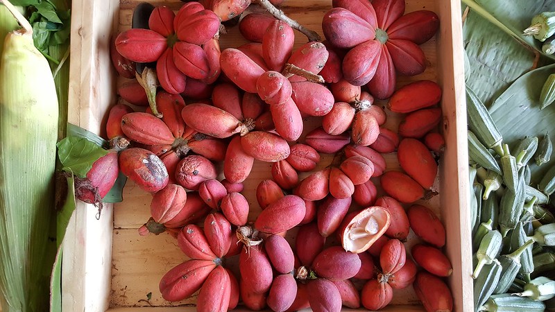 Monkey kola indigenous Nigerian fruit sliced open